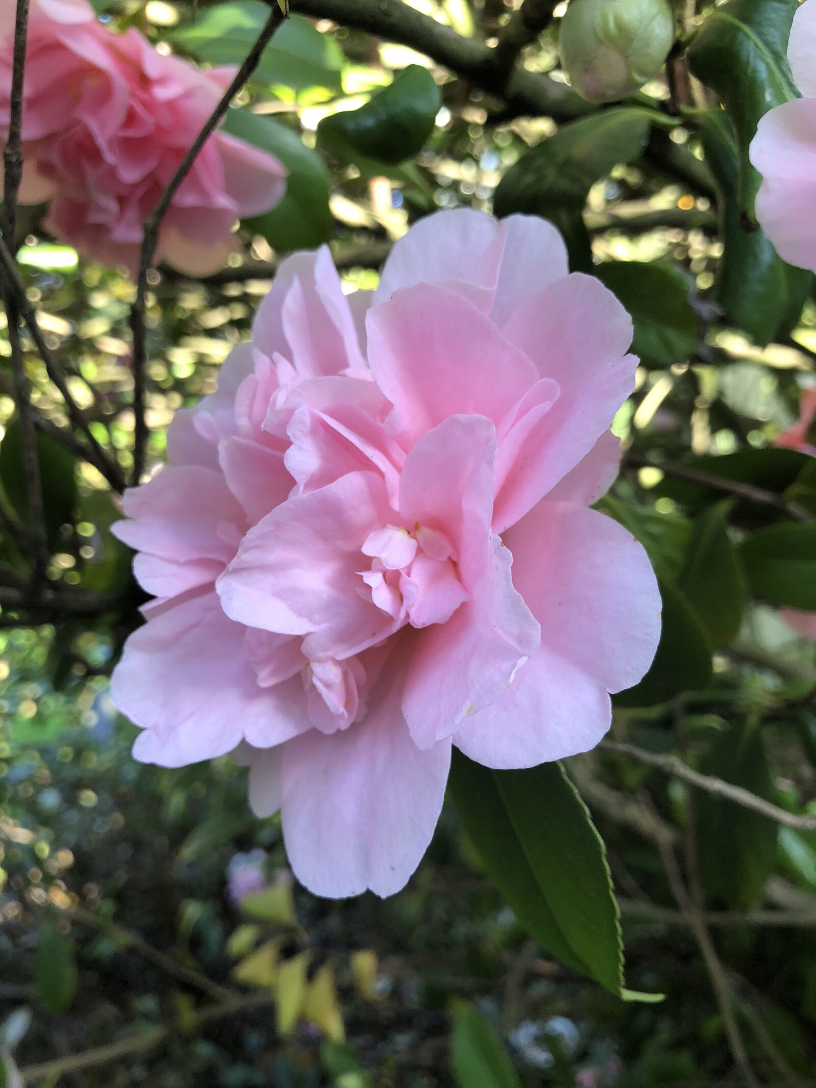 Apple iPhone 8 sample photo. Pink, flower, nature photography