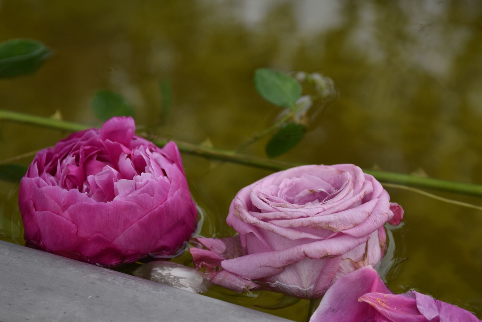 Nikon D5600 sample photo. Roses, pink, blossom photography