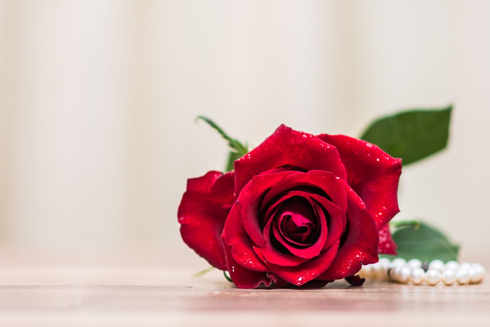 Nikon D7200 sample photo. Rose, flower, petal photography