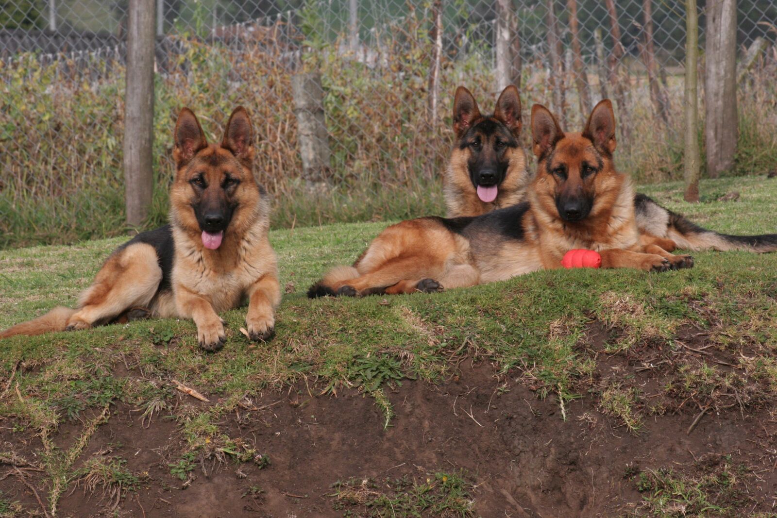 Canon EOS 20D sample photo. Dogs, german shepherd dog photography
