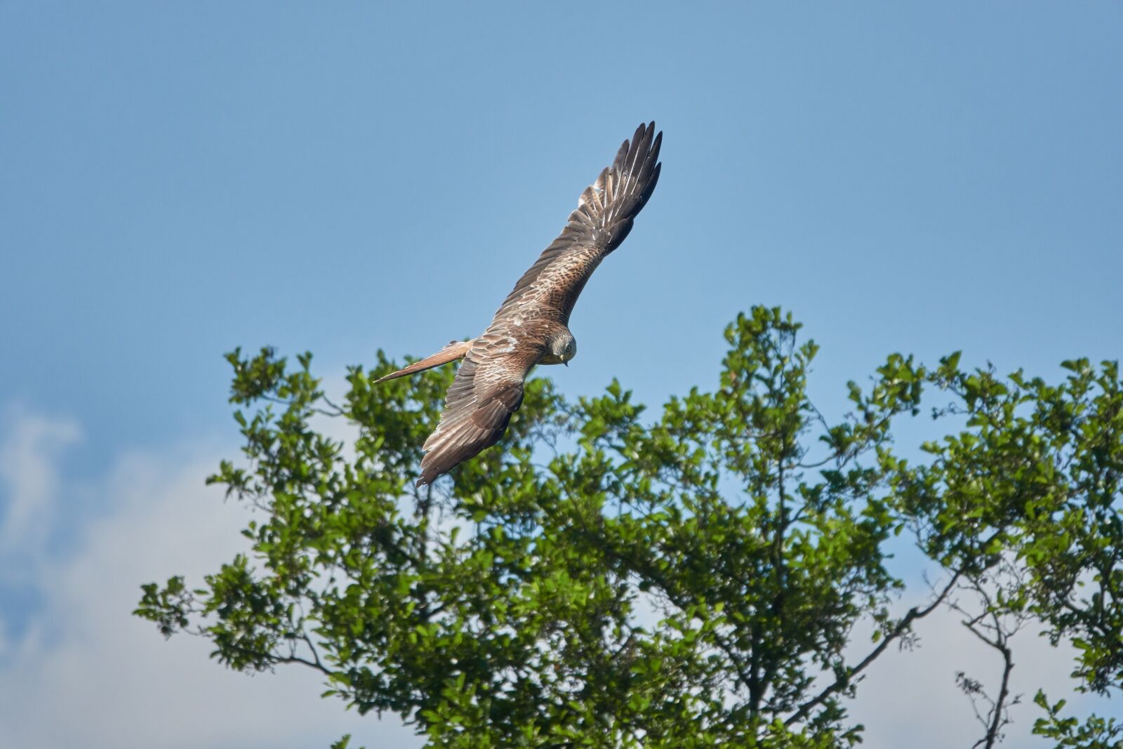 Sony Cyber-shot DSC-RX10 IV sample photo. Milan, flight, tree photography