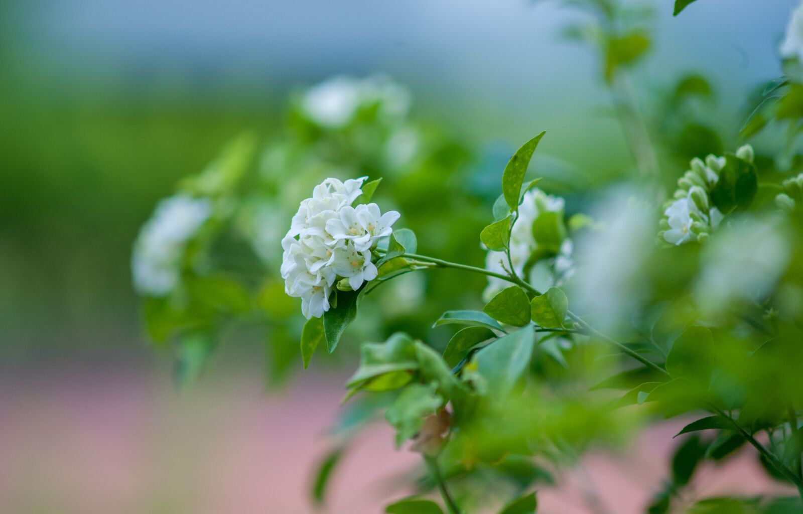 Nikon D700 sample photo. Flower, laurel, blooming photography