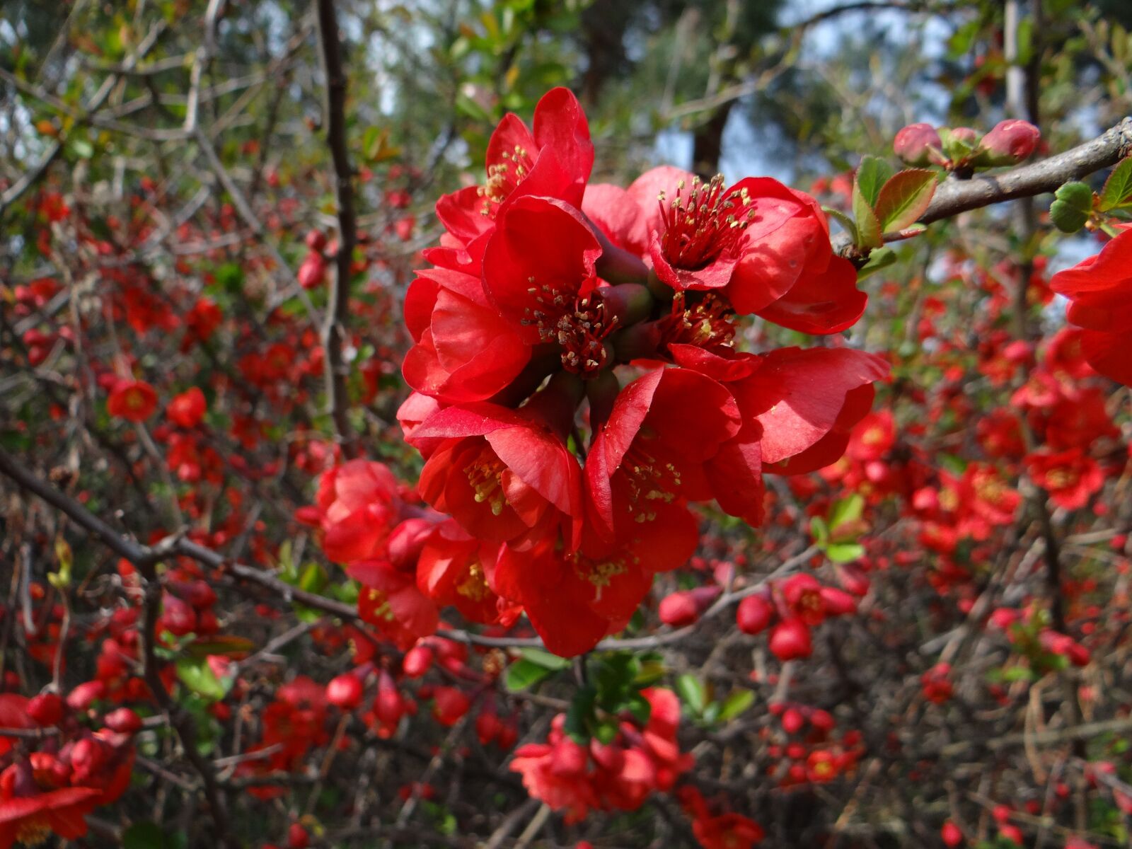 Sony DSC-HX200V sample photo. Nature, bush, plant photography