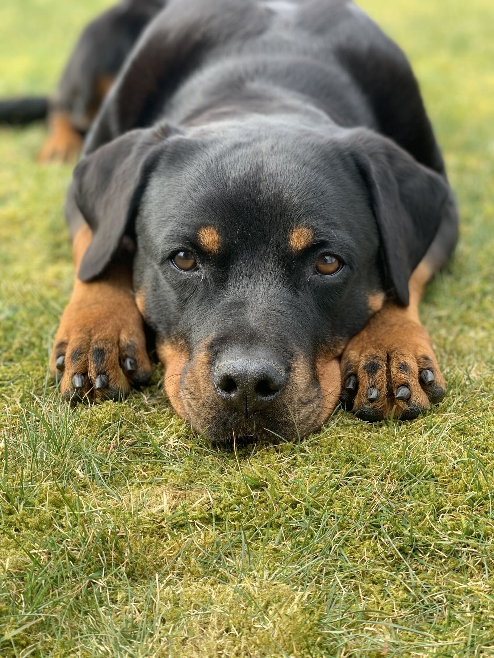 Apple iPhone XS + iPhone XS back dual camera 6mm f/2.4 sample photo. Dog, rottweiler, canine photography