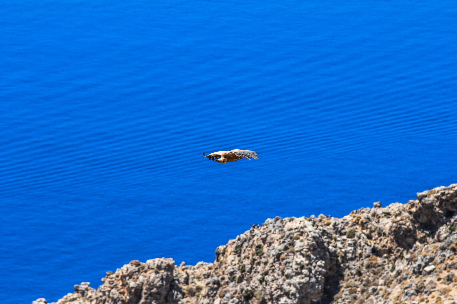 Canon EOS 550D (EOS Rebel T2i / EOS Kiss X4) + Sigma 70-300mm F4-5.6 DG OS sample photo. Bird, blue, eagle, flying photography