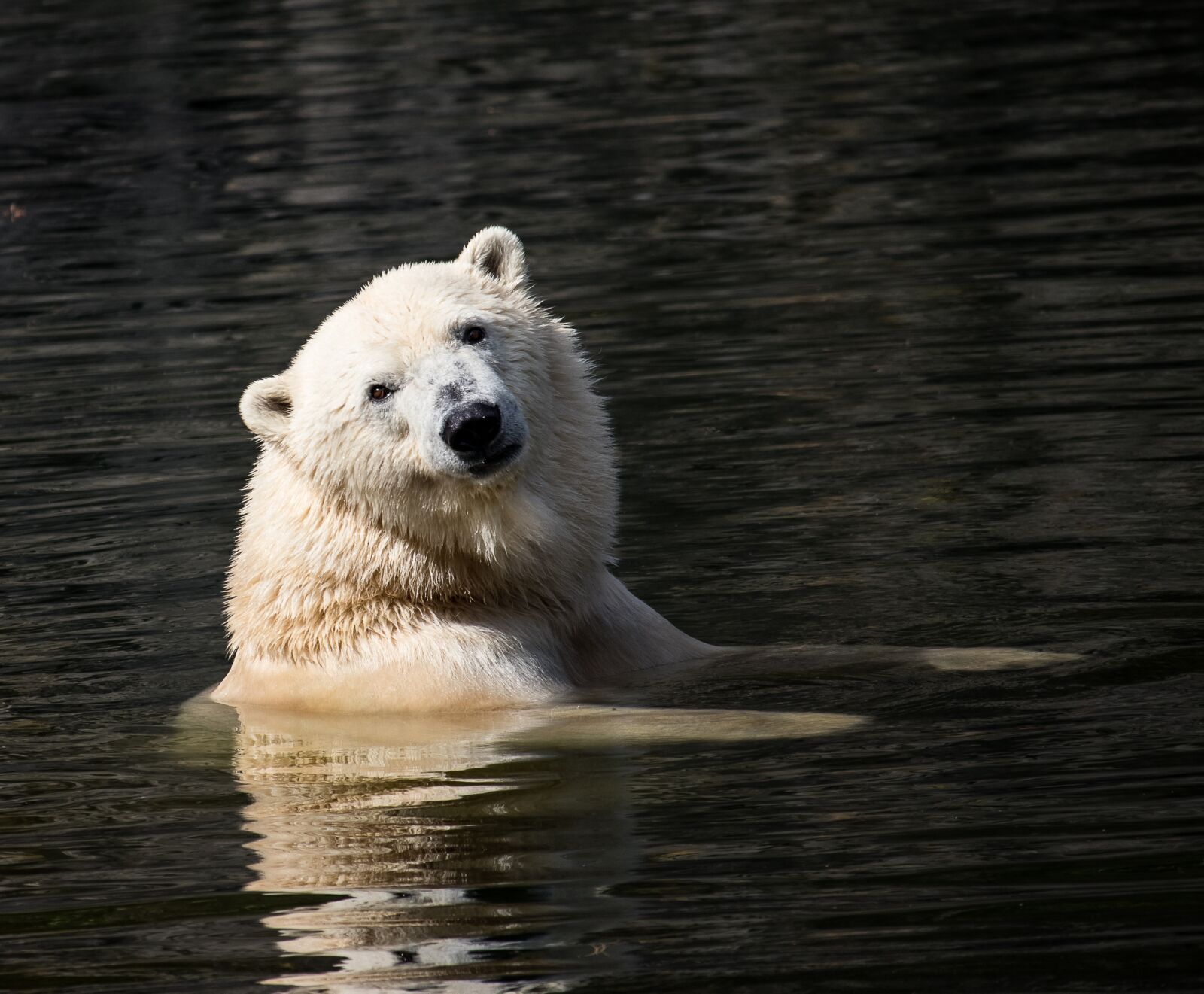 Canon EF-S 55-250mm F4-5.6 IS STM sample photo. Polar bear, mammal, predator photography