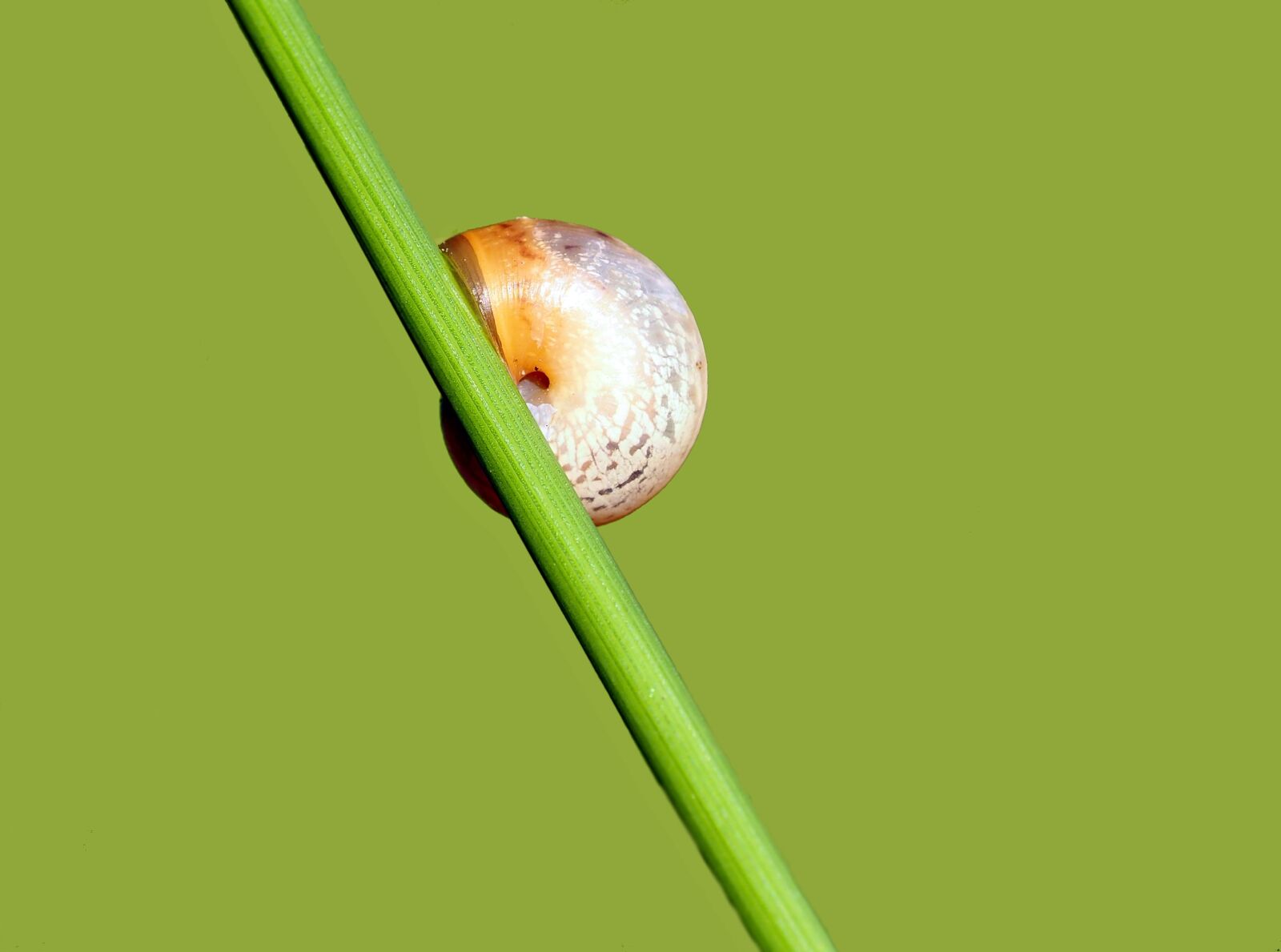 Olympus M.Zuiko Digital ED 60mm F2.8 Macro sample photo. Tape worm, snail, grass photography