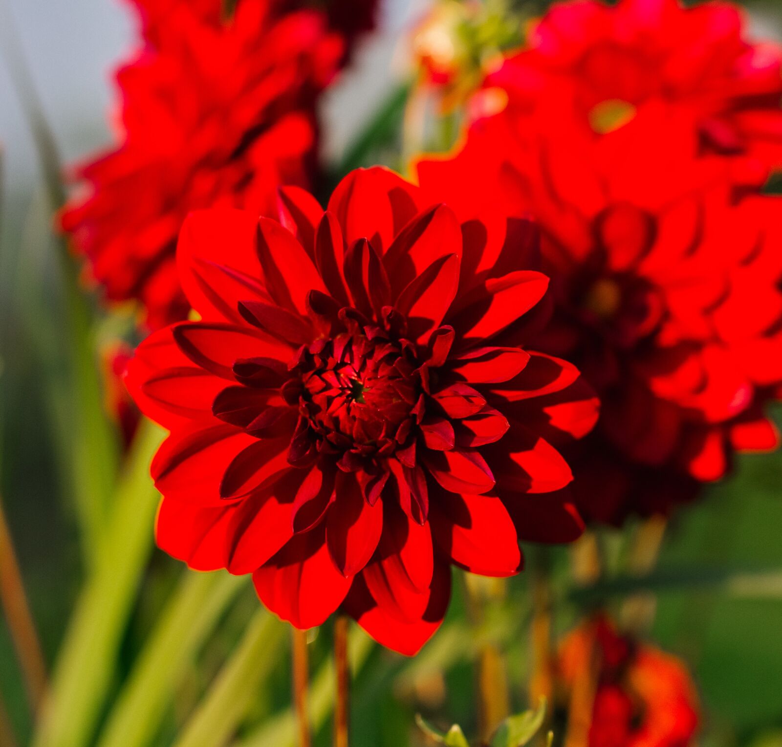 Canon EOS 60D sample photo. Dahlia, flower, bloom photography