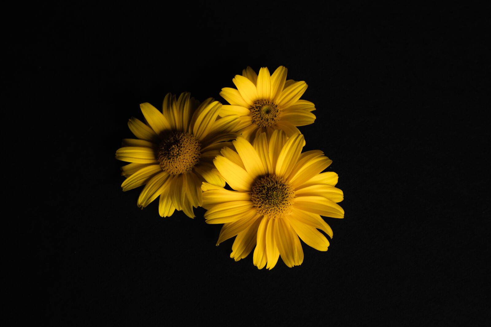 Canon EOS 700D (EOS Rebel T5i / EOS Kiss X7i) sample photo. No one, flower, plant photography