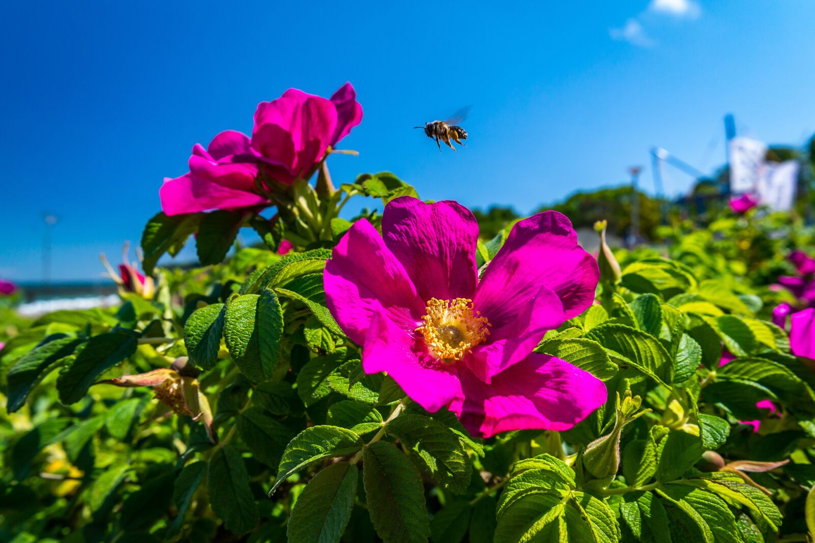 Samsung NX30 sample photo. Flower, rose, beach photography
