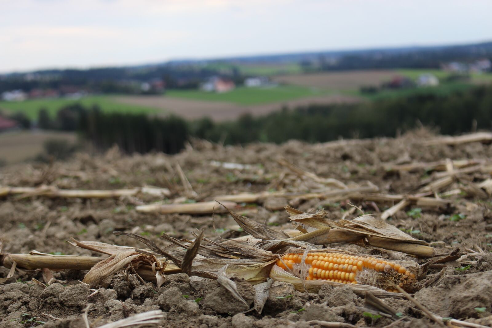 Canon EOS 700D (EOS Rebel T5i / EOS Kiss X7i) sample photo. Corn, field, nature photography