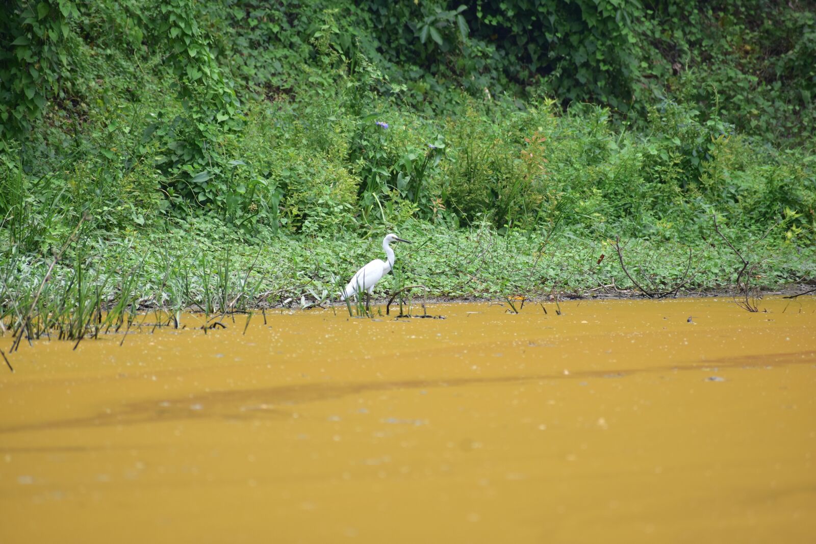 Nikon D3400 sample photo. Heron, white bird, bird photography