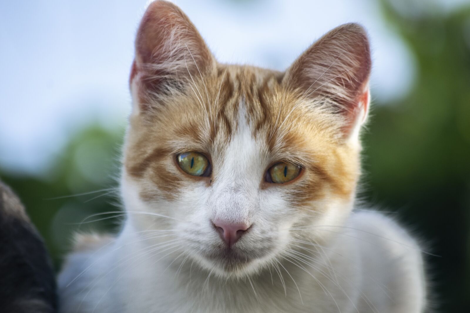 Nikon D3300 sample photo. Cat, animal, pets photography