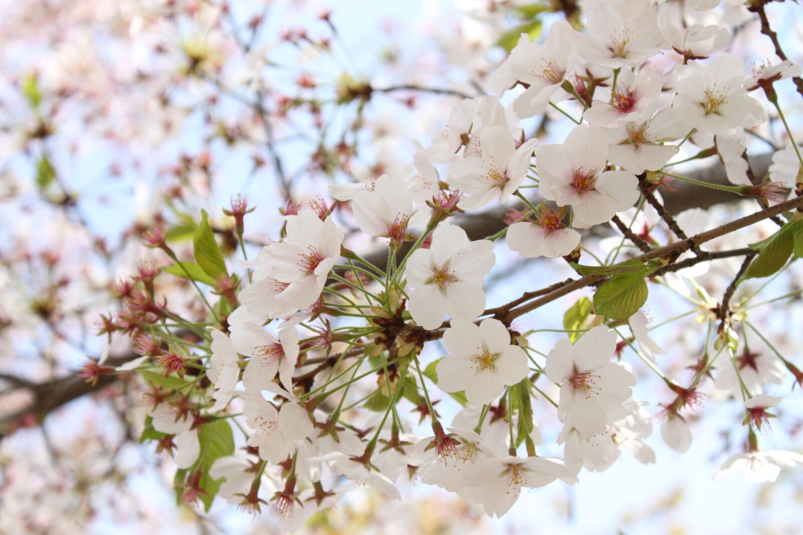 Canon EOS 500D (EOS Rebel T1i / EOS Kiss X3) sample photo. Cherry blossoms, spring, warm photography