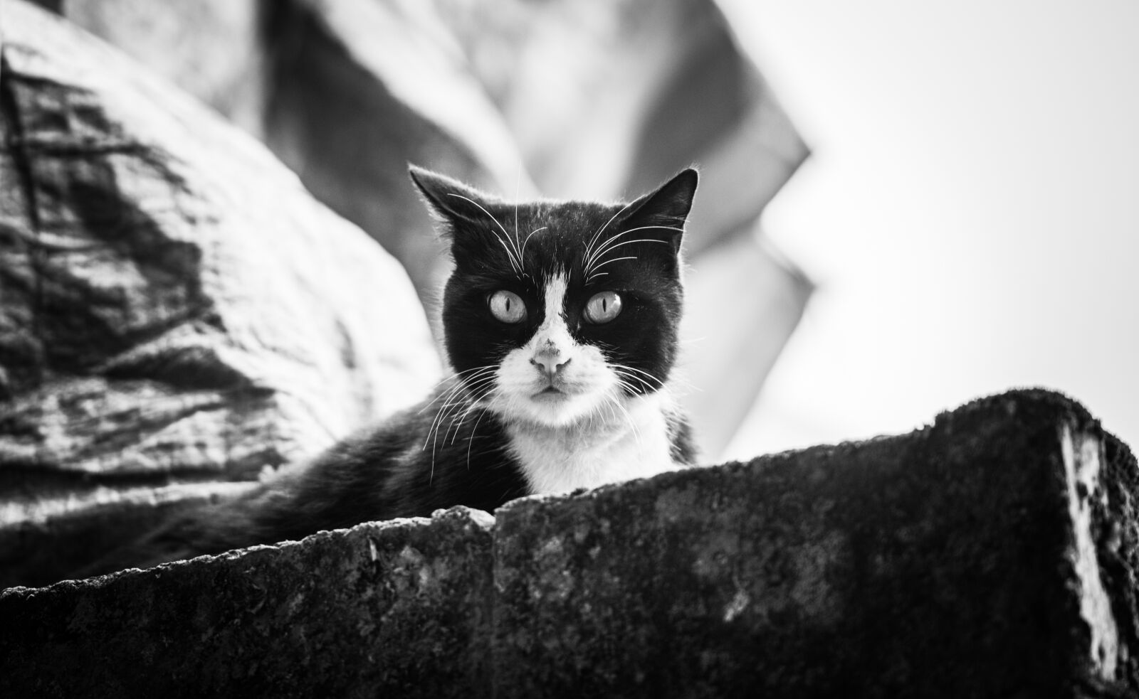 Nikon D7500 sample photo. Cat, animal, black and photography