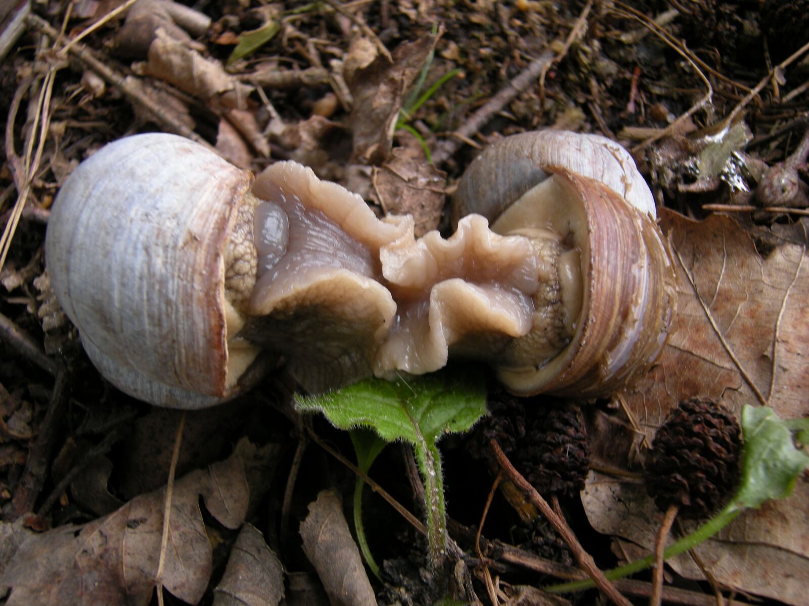 Nikon COOLPIX P50 sample photo. Animals, snails, pair photography