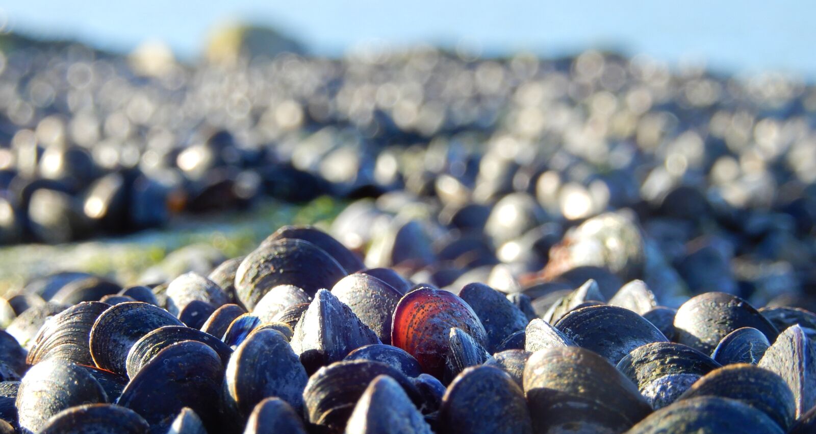 Nikon Coolpix A900 sample photo. Nature, shells, sun photography