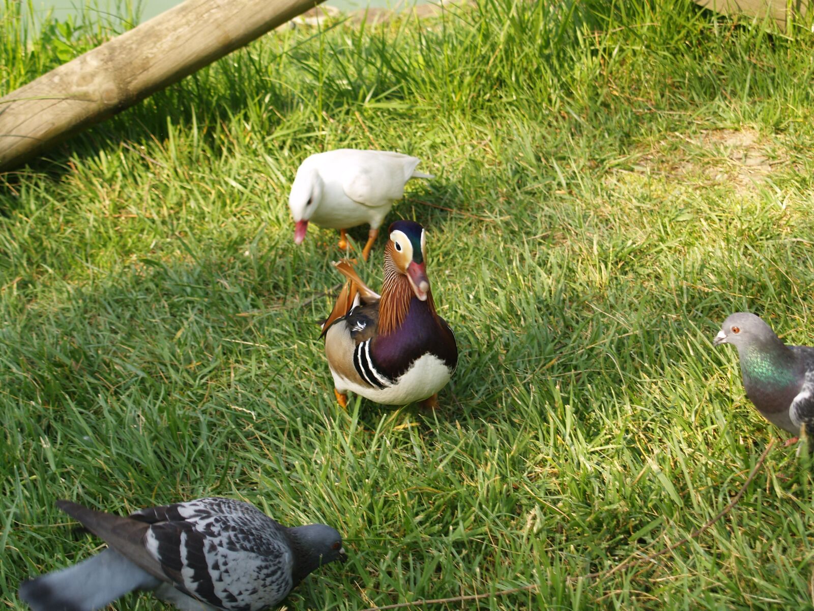 Olympus E-500 (EVOLT E-500) sample photo. Duck and pigeons, volatile photography