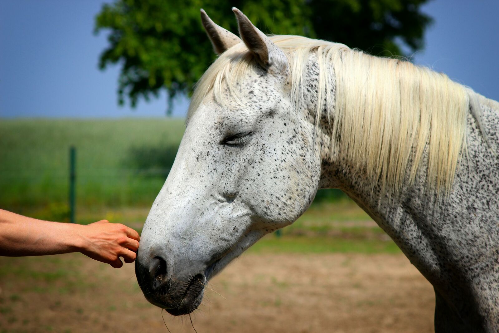 Canon EOS 600D (Rebel EOS T3i / EOS Kiss X5) sample photo. Horse, horse head, hand photography