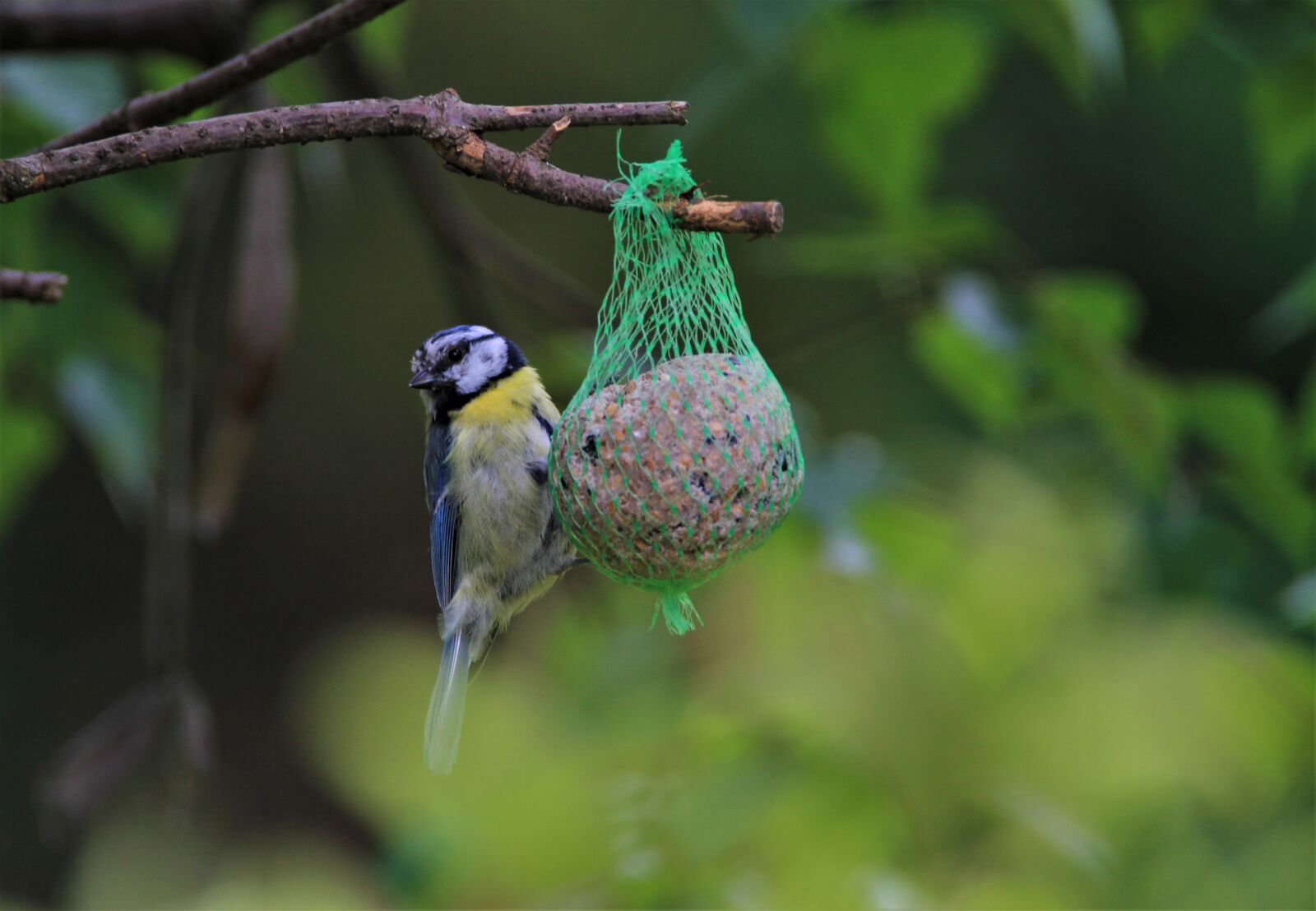 Tamron SP 150-600mm F5-6.3 Di VC USD sample photo. Blue tit, tit, songbird photography