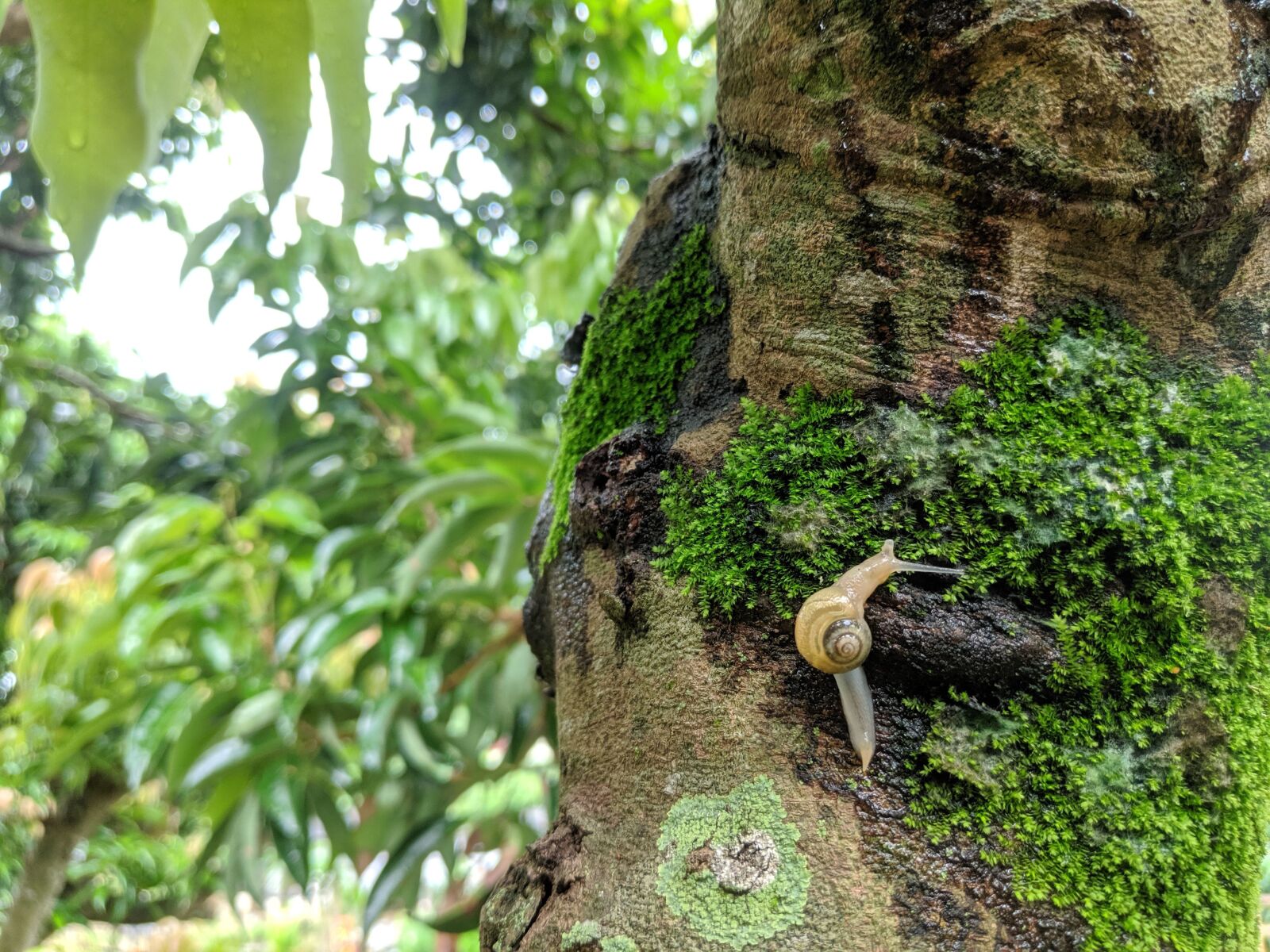 Xiaomi POCO F1 sample photo. Animal, background, beautiful photography
