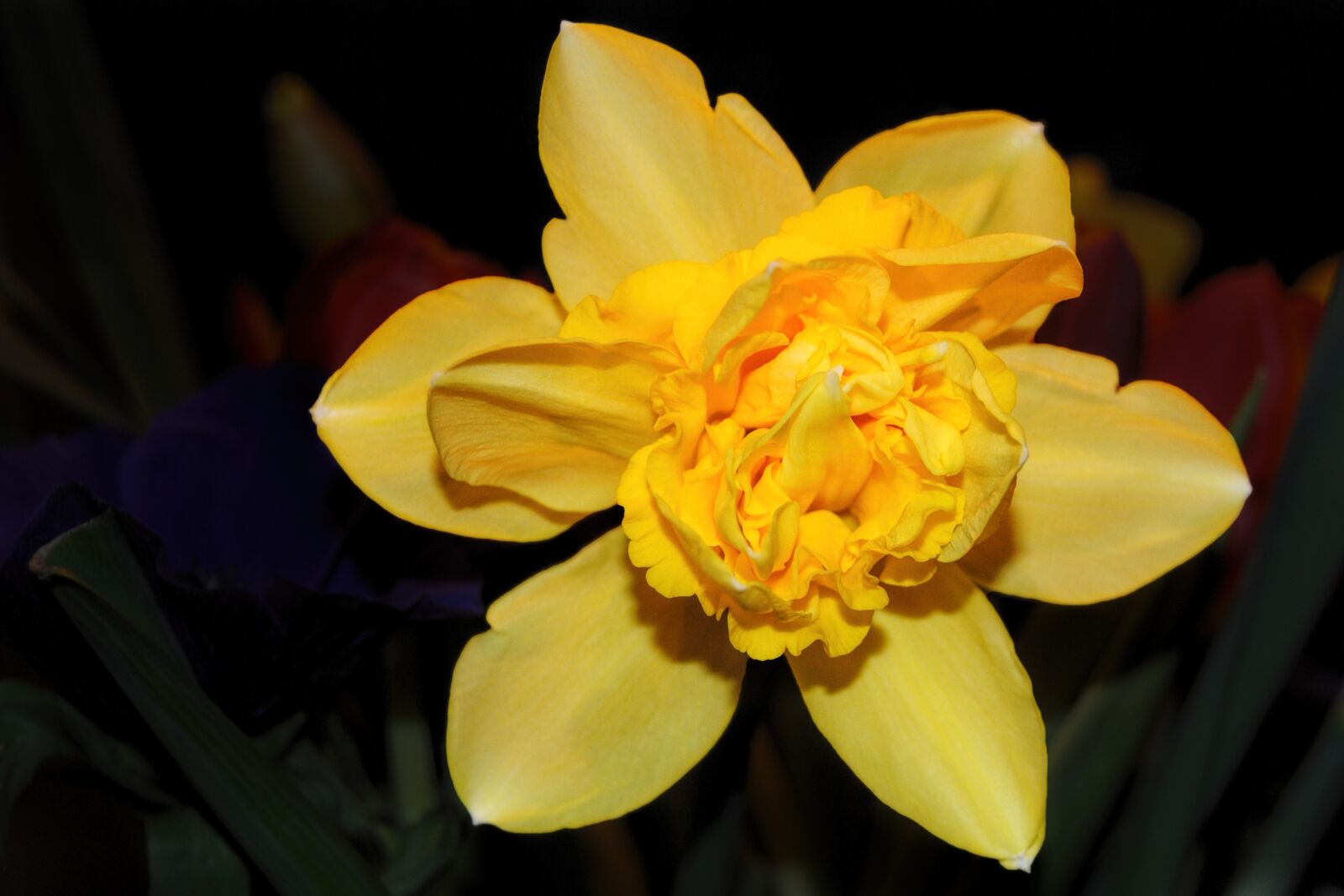 Nikon D3000 sample photo. Blossom, bloom, yellow photography