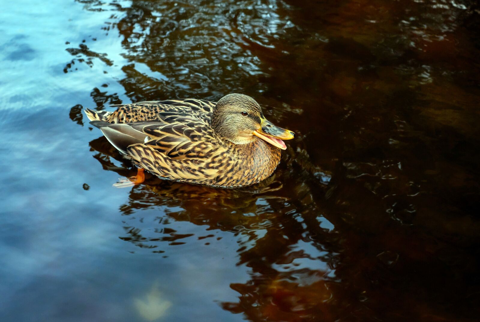 Fujifilm X-T10 + Fujifilm XF 35mm F1.4 R sample photo. Duck, bird, water bird photography