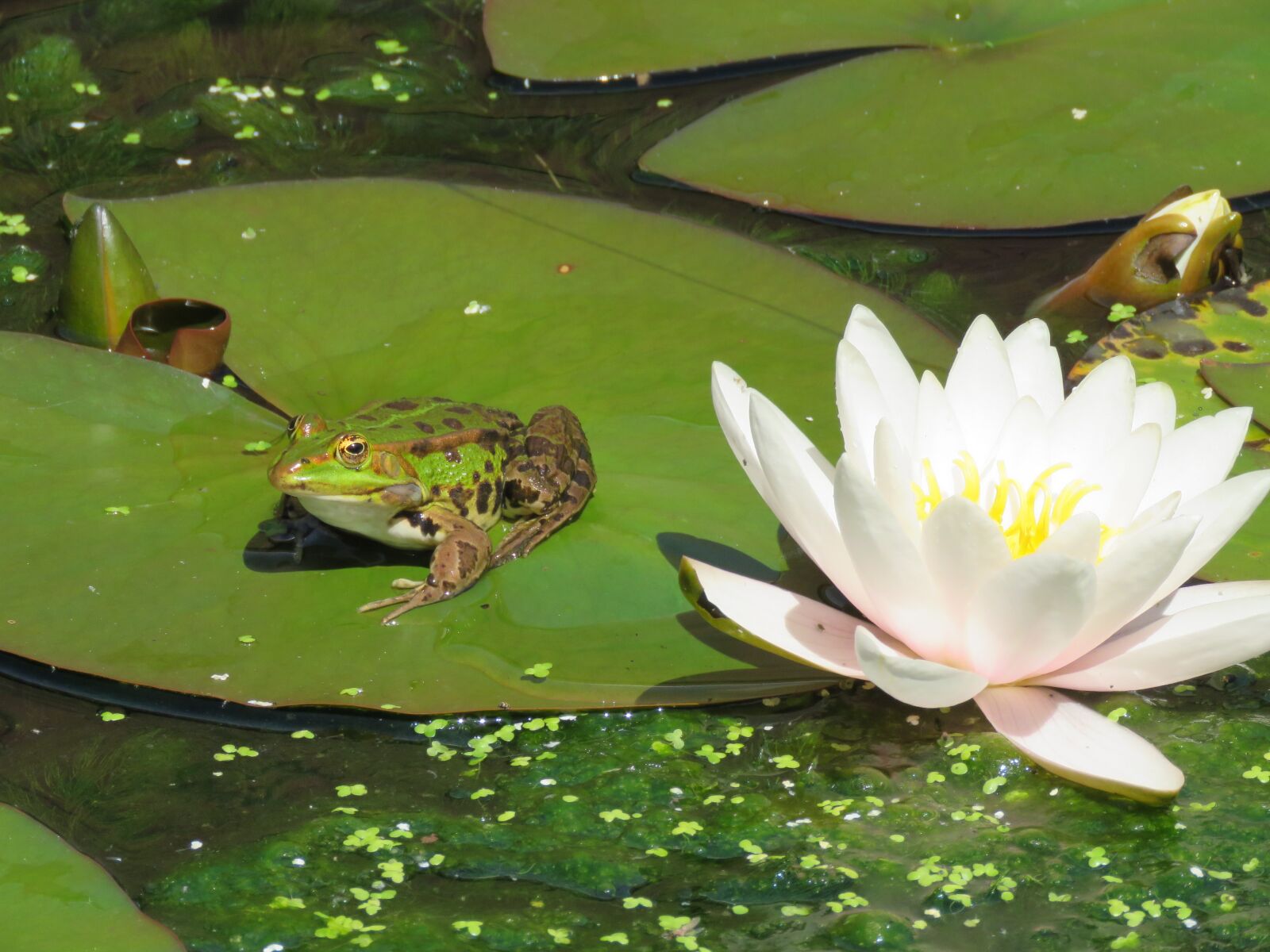 Canon PowerShot SX60 HS sample photo. Frog, water lily, pond photography