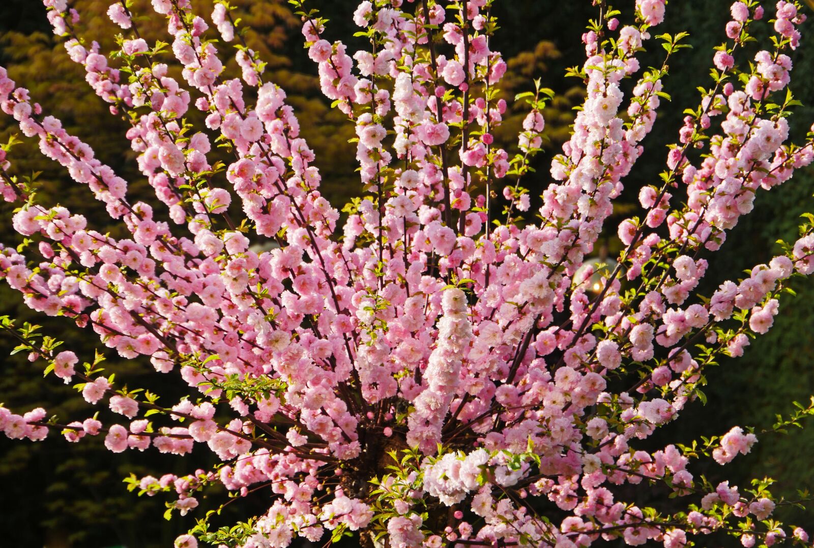 Panasonic Lumix DMC-GX8 sample photo. Almond blossom, mandelbaeumchen, ornamental photography