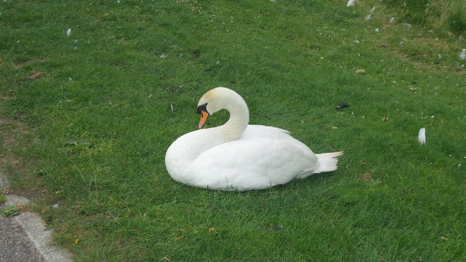 Samsung Galaxy S4 Zoom sample photo. Goose, swan, white swan photography