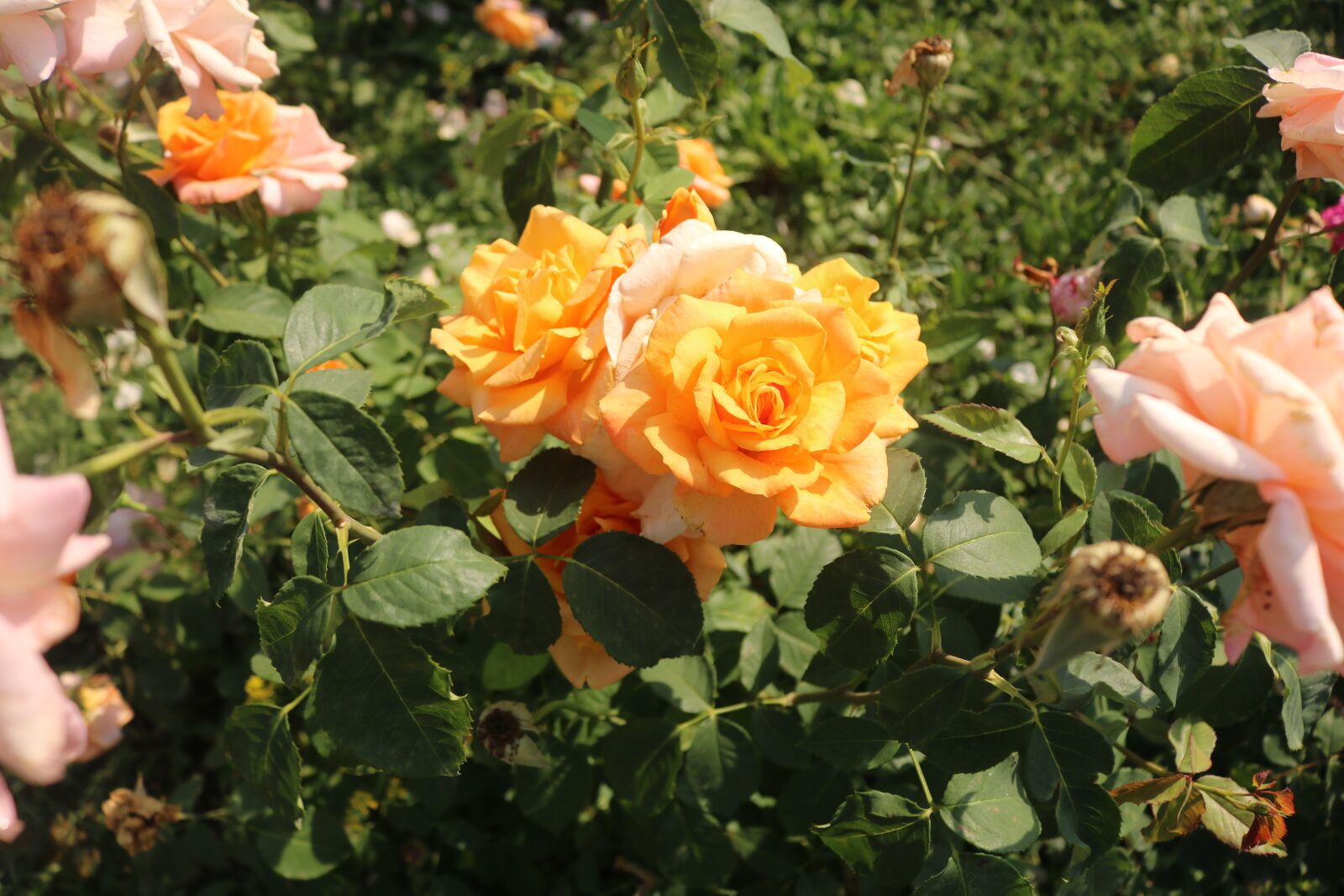 Canon EOS 750D (EOS Rebel T6i / EOS Kiss X8i) sample photo. Yellow, green, roses photography