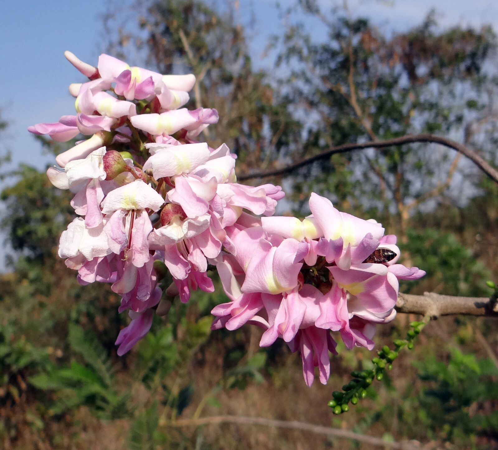 Sony DSC-HX200V sample photo. Gliricidia sepium, mexican lilac photography
