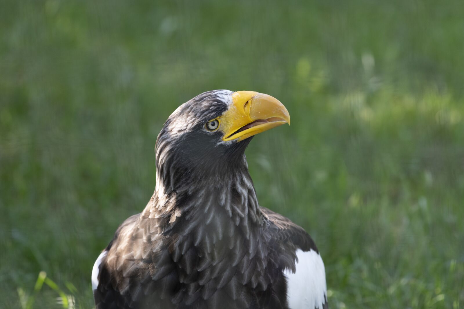 Nikon Z7 sample photo. White tailed eagle, predator photography