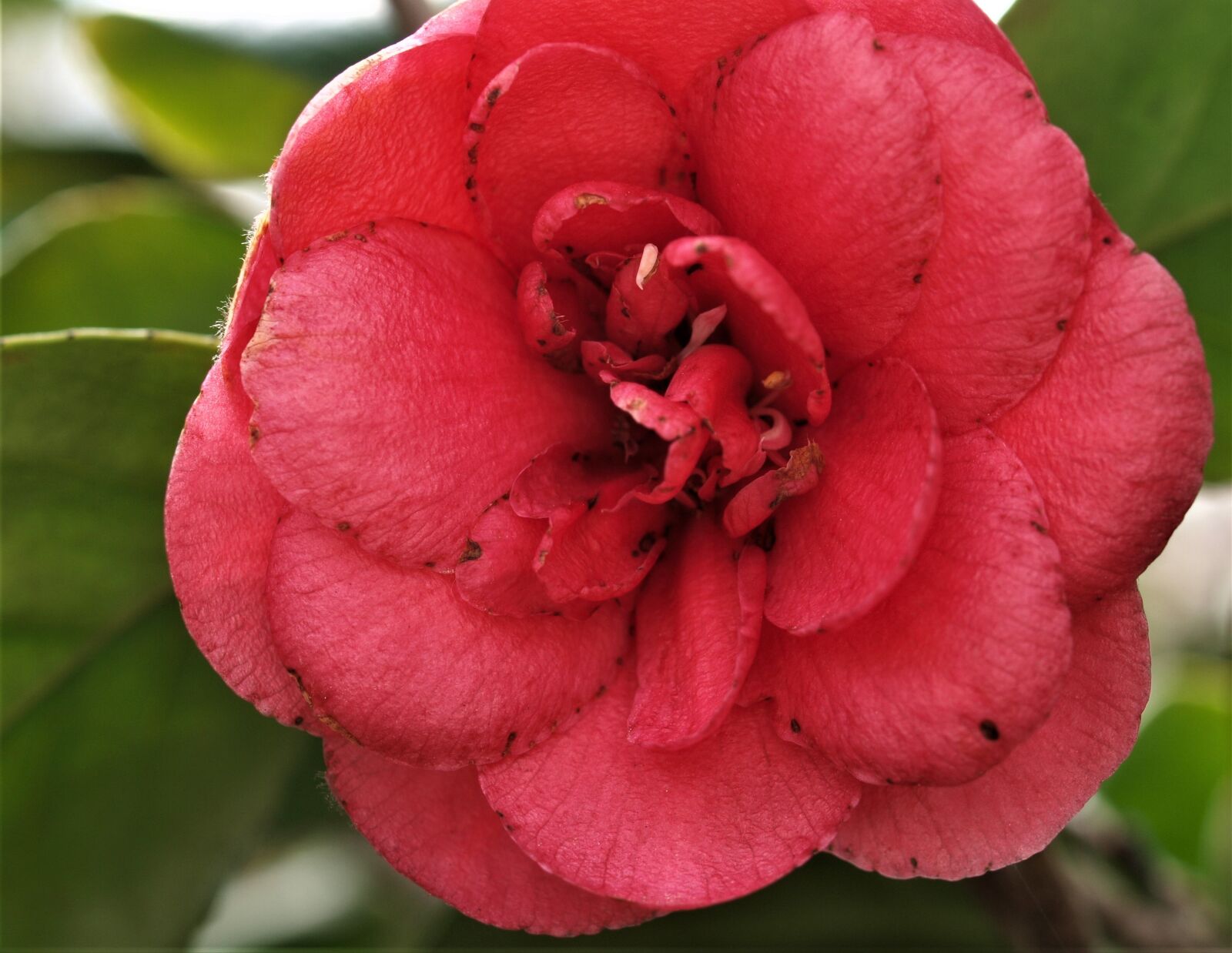 Olympus E-520 (EVOLT E-520) sample photo. Flower, flora, rose photography