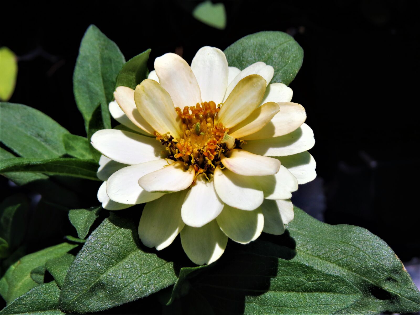 Canon PowerShot SX50 HS sample photo. Flower, white, yellow photography