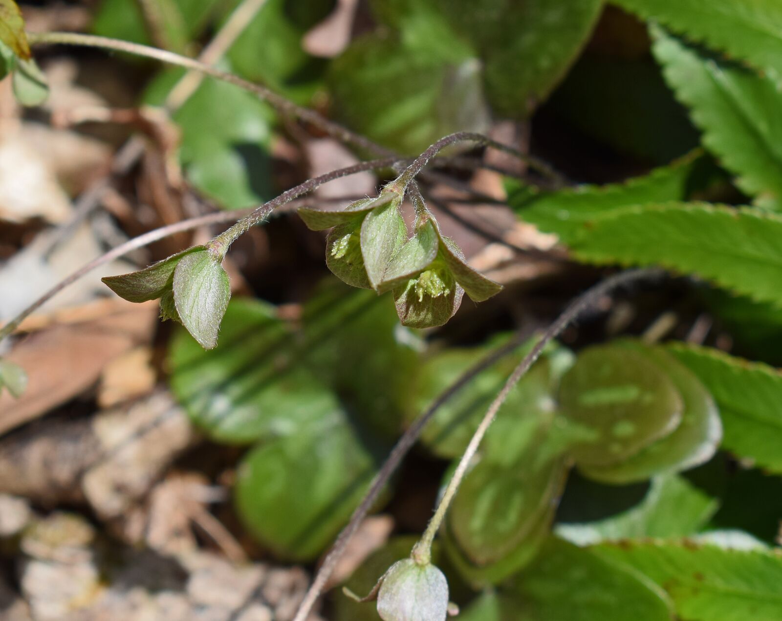 Nikon D3300 sample photo. Hepatica seedlings, seedling, plant photography