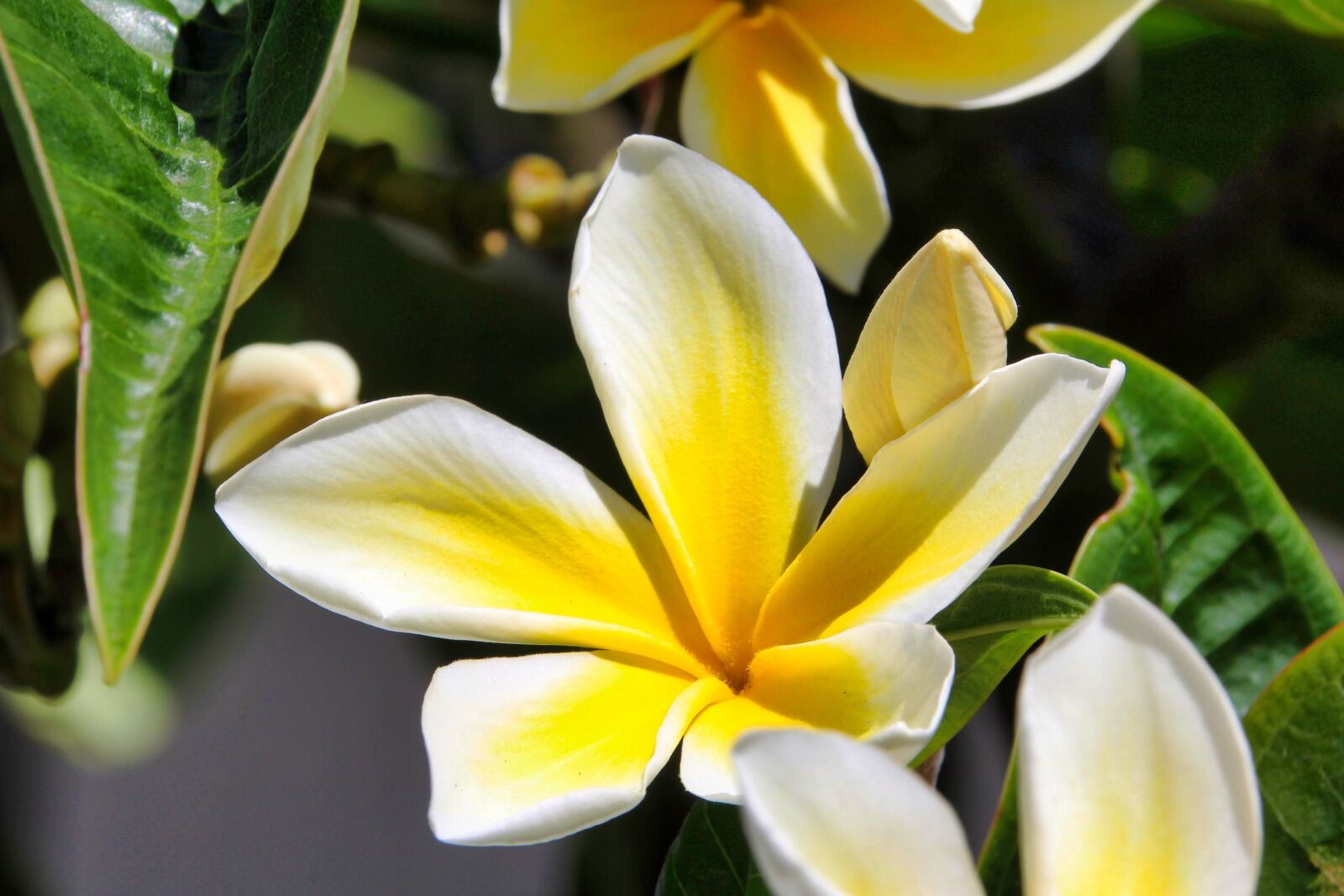 Canon EOS 1200D (EOS Rebel T5 / EOS Kiss X70 / EOS Hi) sample photo. Flower, yellow, nature photography