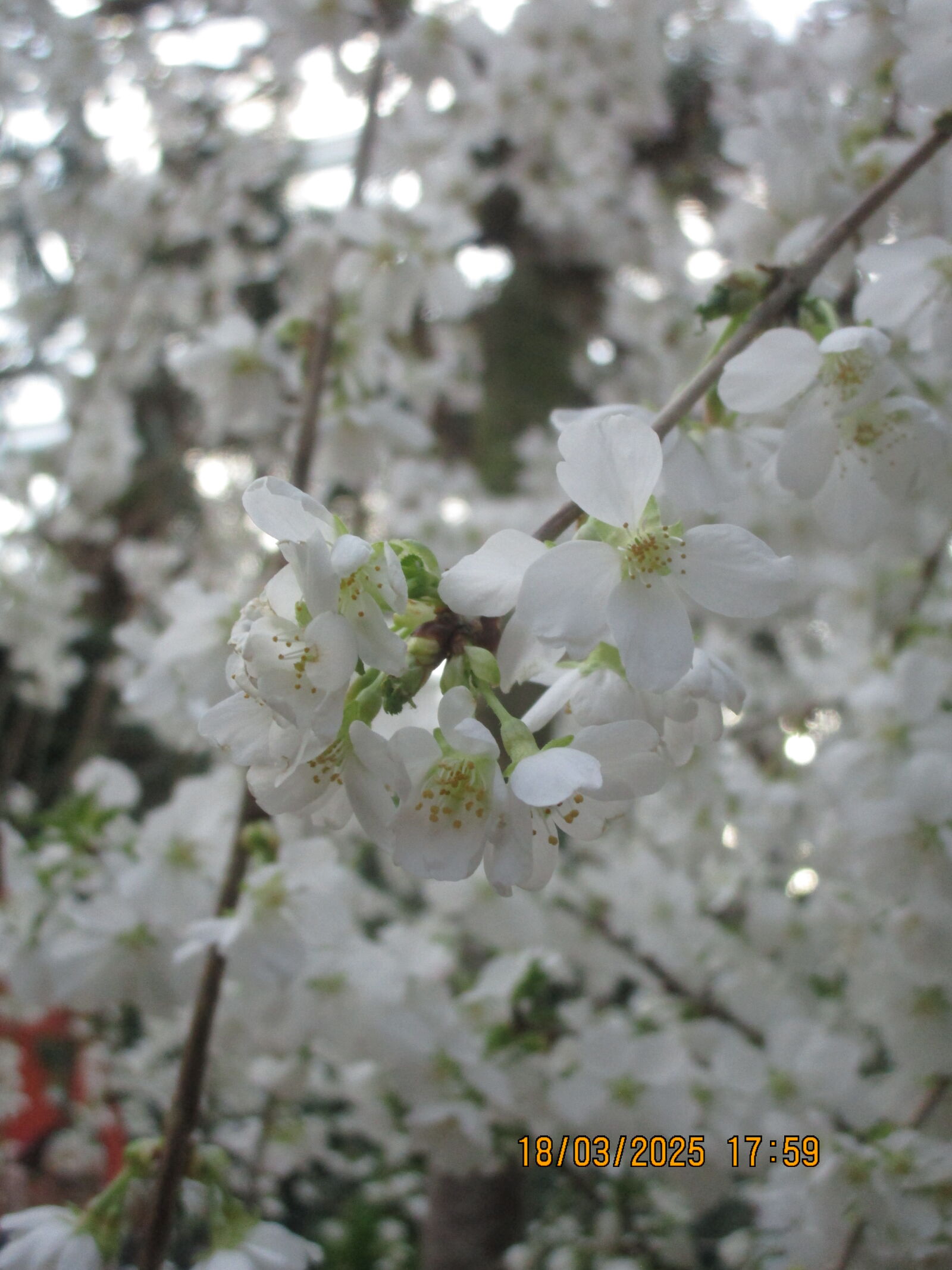 Canon PowerShot ELPH 150 IS (IXUS 155 / IXY 140) sample photo