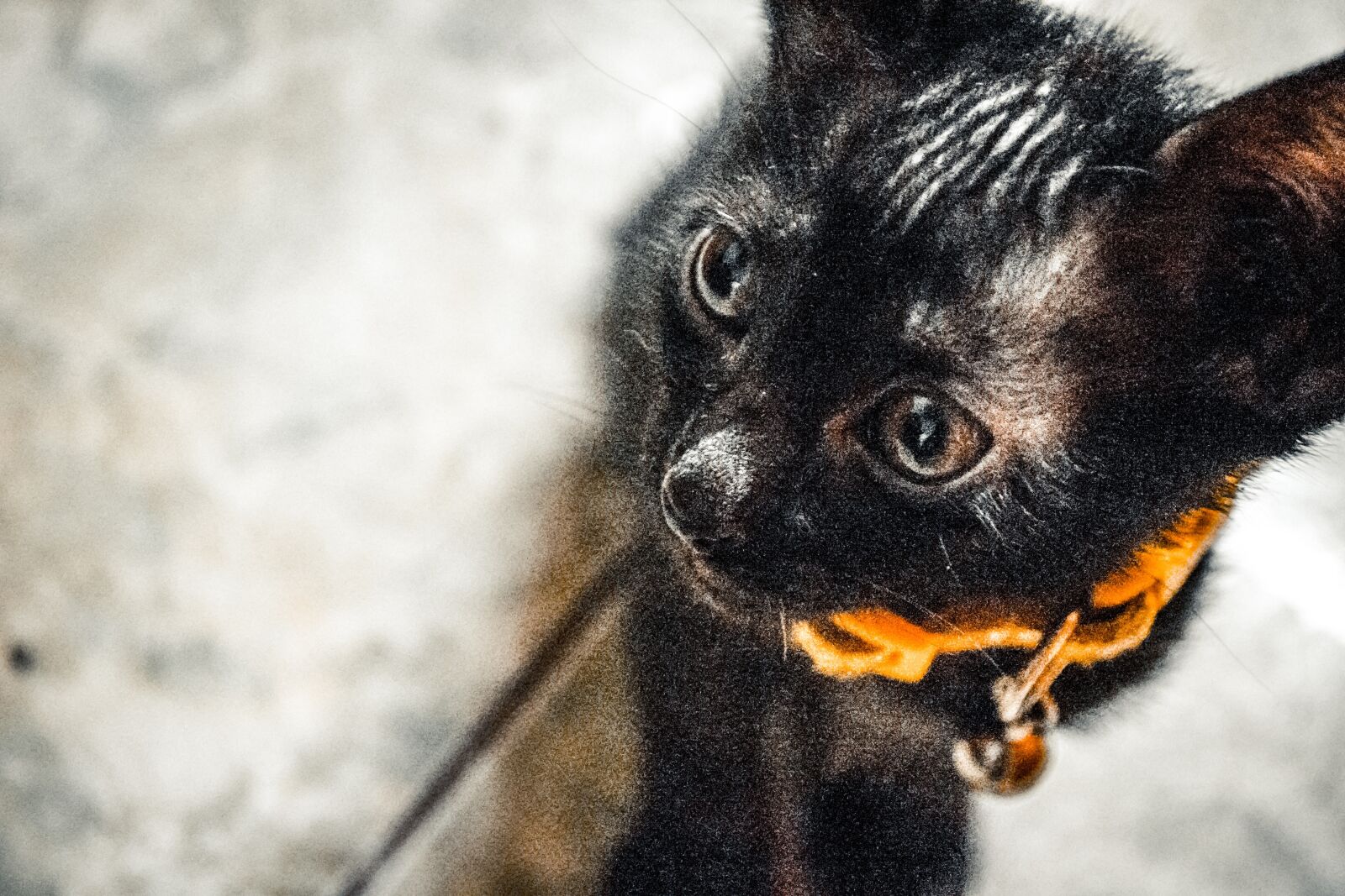 Nikon D3100 sample photo. Cat, kitten, black photography