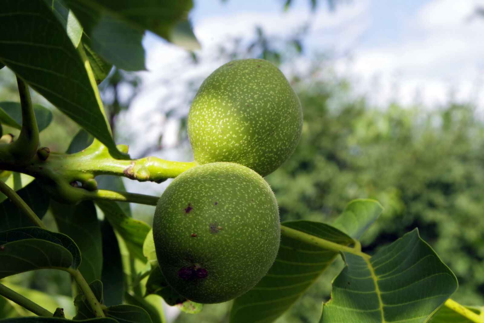 Pentax K-S2 sample photo. Walnut, nuts, immature photography