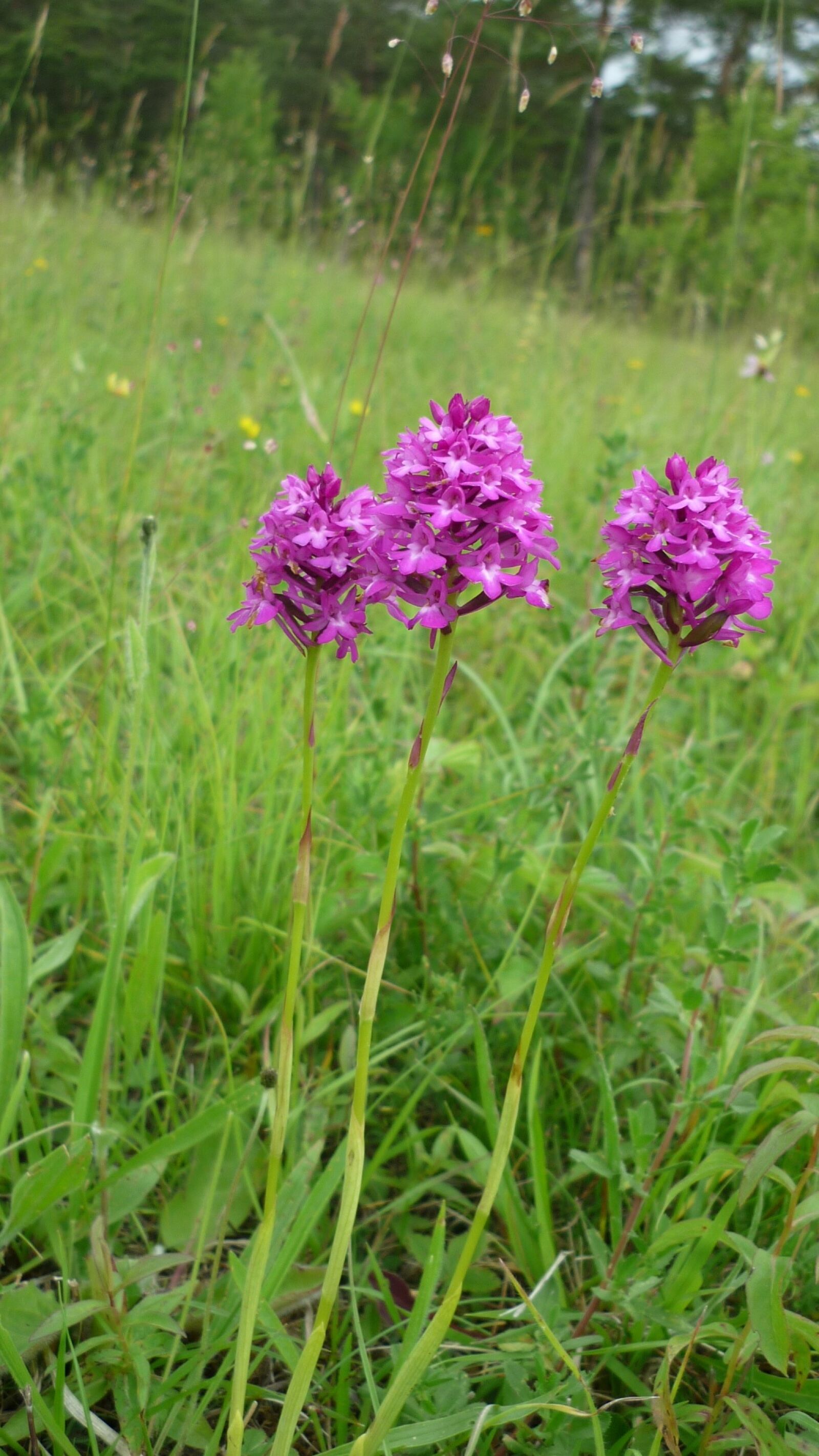Panasonic Lumix DMC-FS6 sample photo. Pyramidenwurz, german orchid, beautiful photography