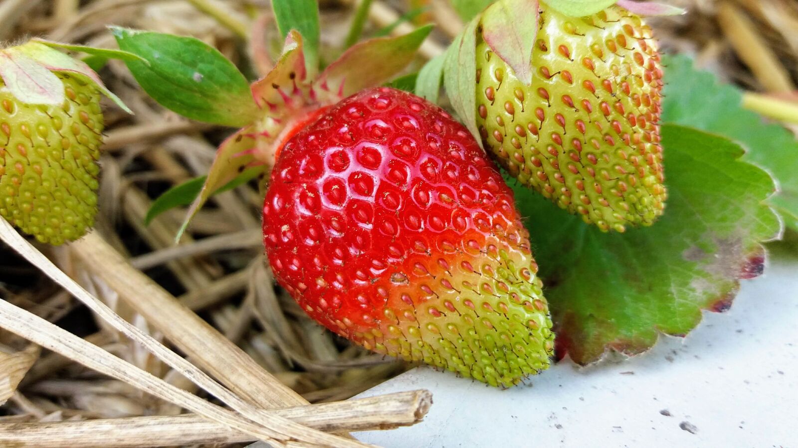 Samsung Galaxy J5(2016) sample photo. Strawberry, plant, red photography