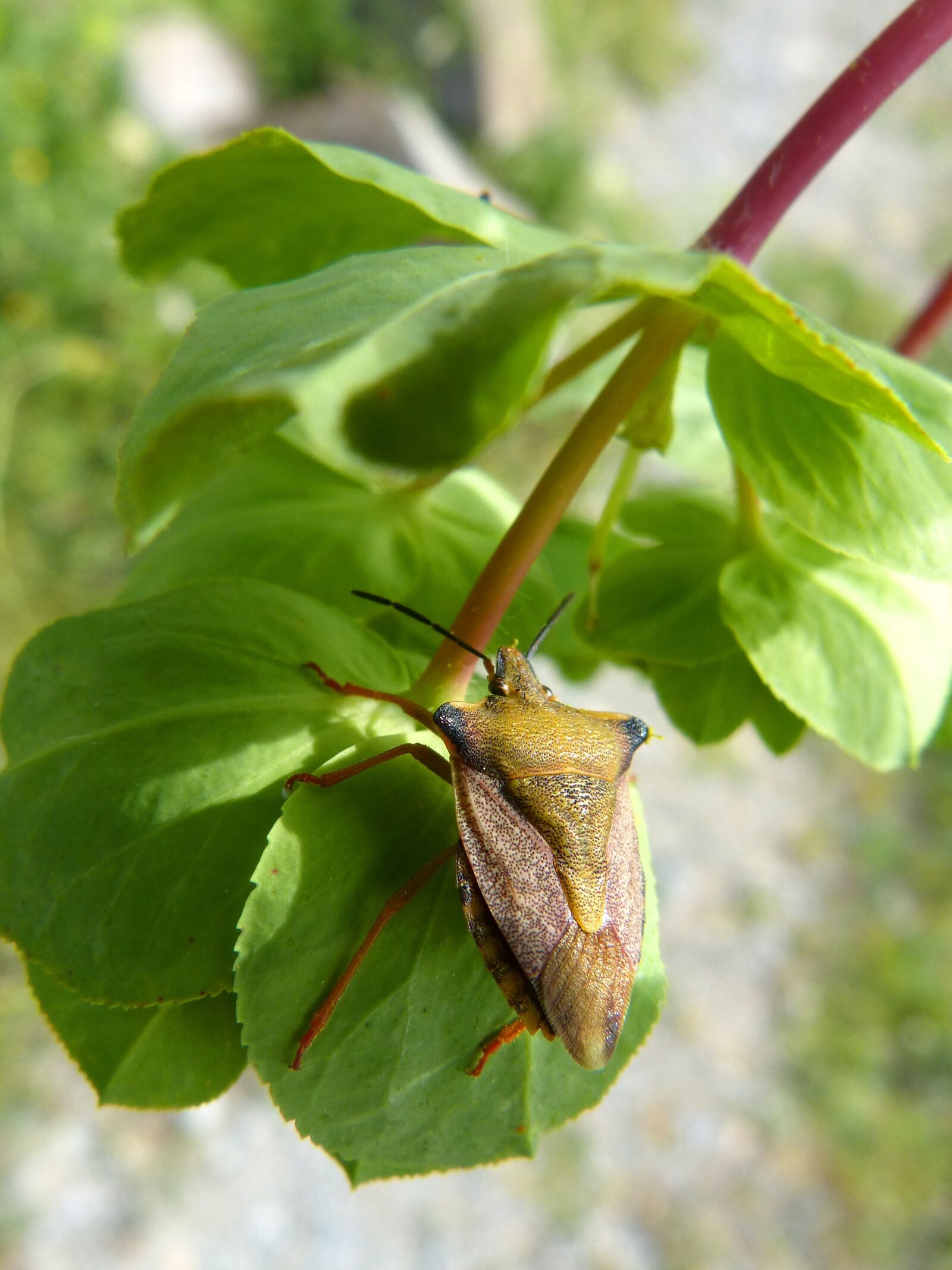 Panasonic DMC-FZ62 sample photo. I pentatomid, dolycoris baccarum photography