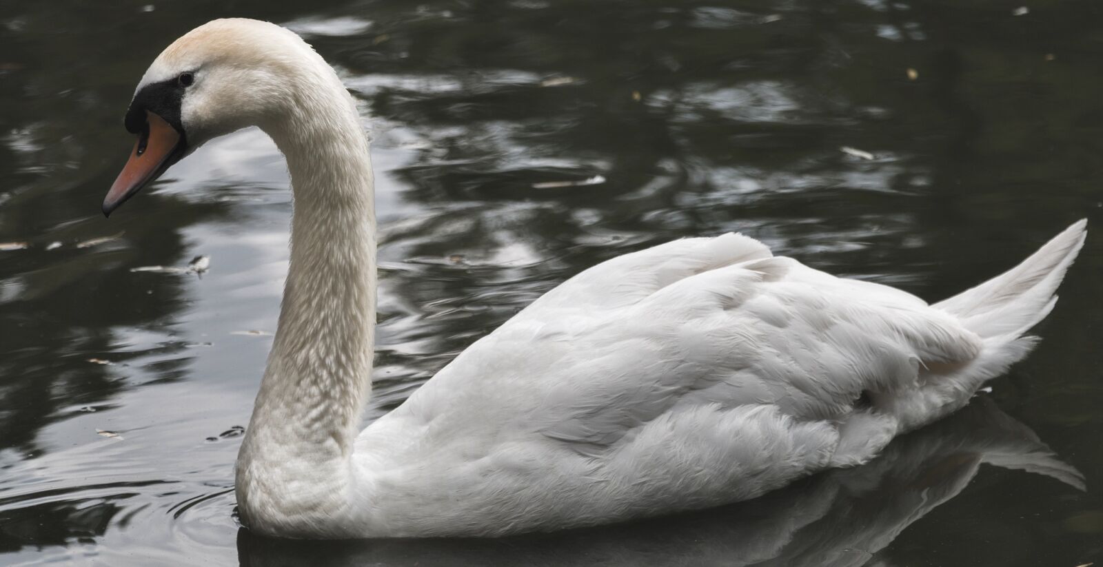 Canon EOS 70D sample photo. Swan, park, water photography