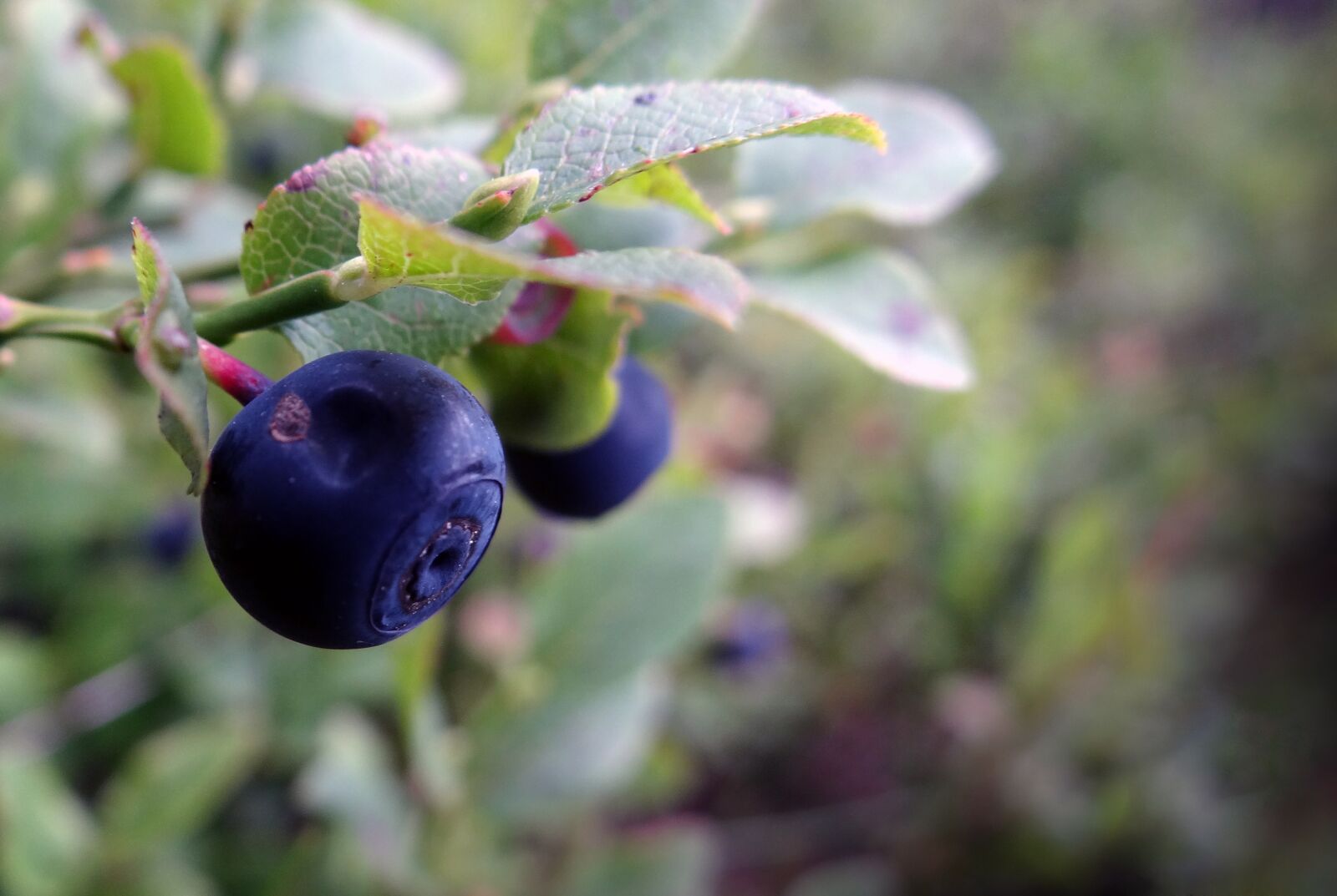 Sony DSC-HX200V sample photo. Berries, blue, wood fruits photography