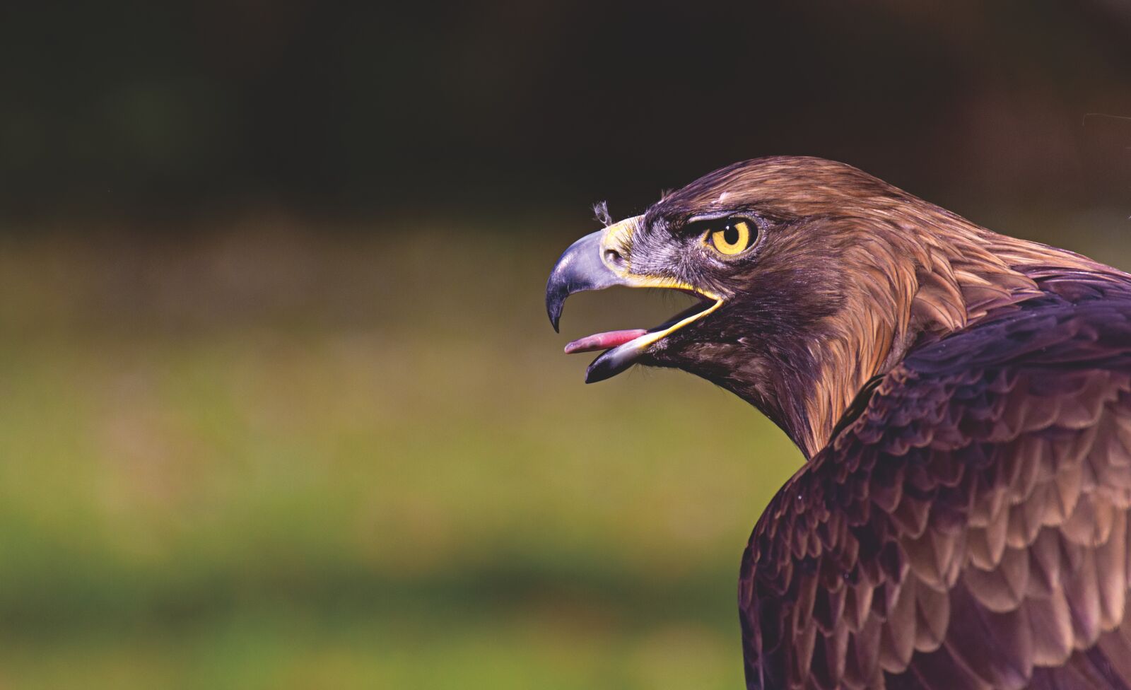 Nikon D7200 sample photo. Adler, raptor, bird of photography