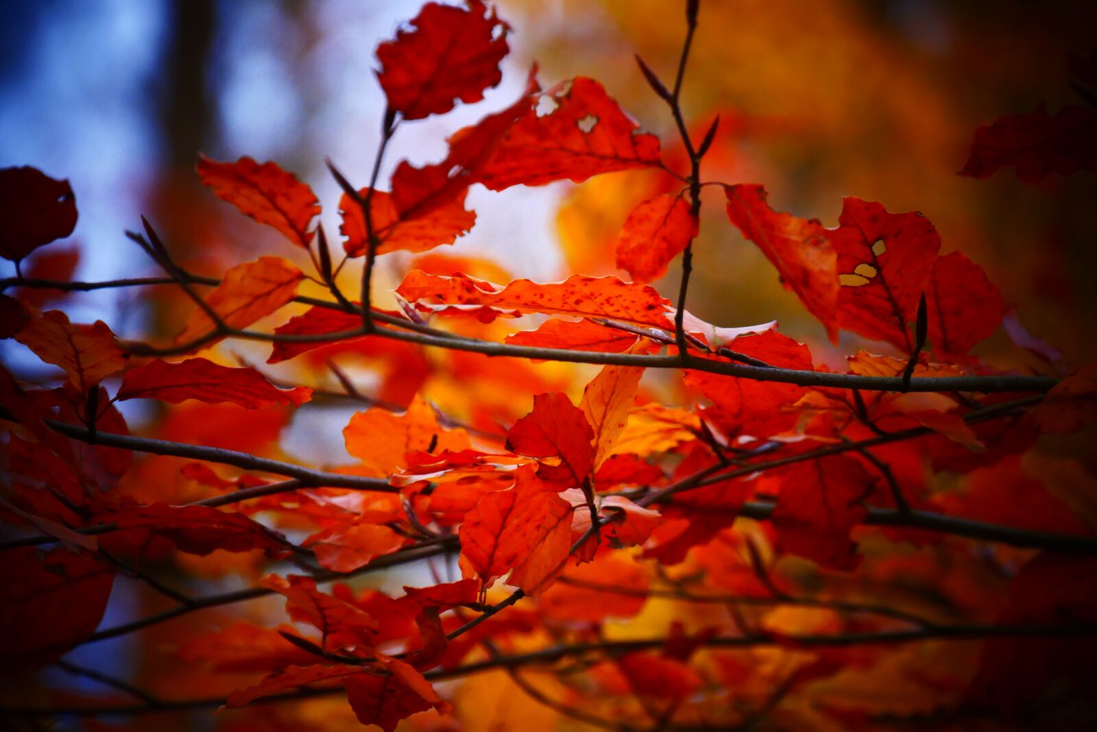 Panasonic Lumix DMC-G85 (Lumix DMC-G80) sample photo. Sheet, leaves, nature photography