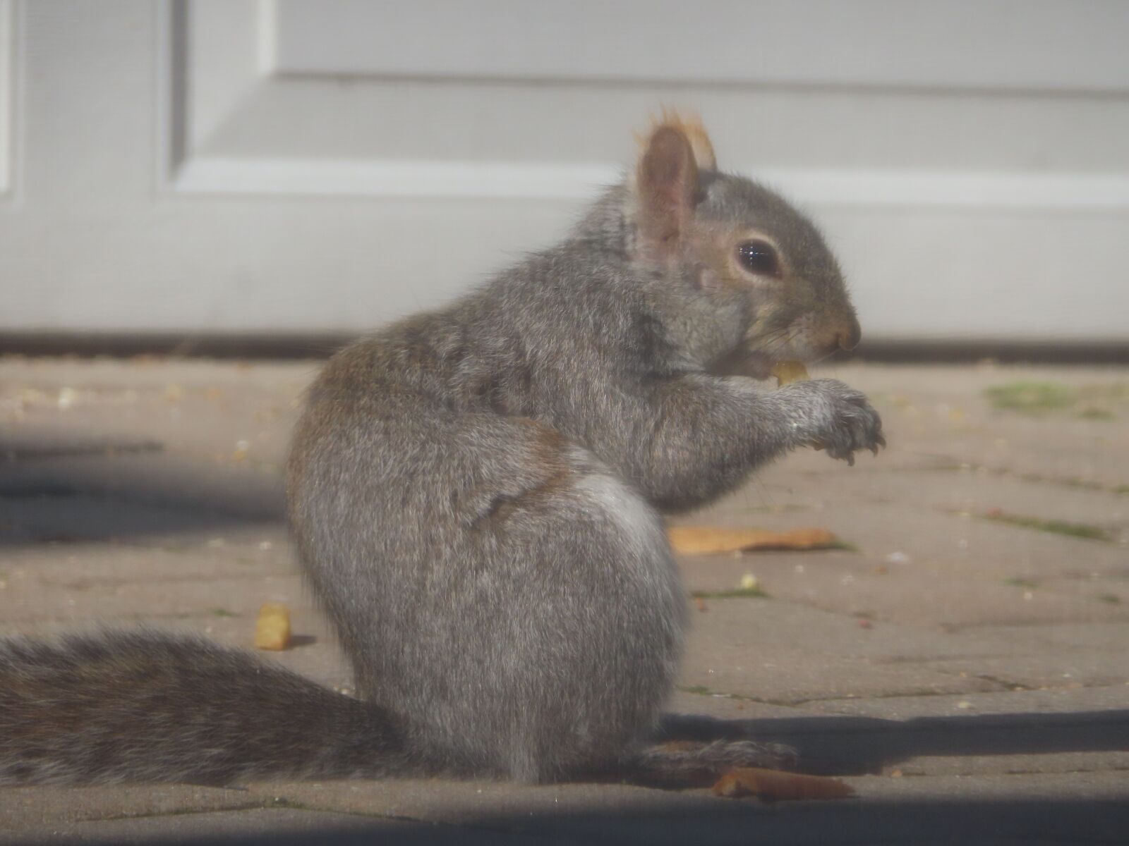 Canon PowerShot SX740 HS sample photo. Squirrel, eating, animal photography
