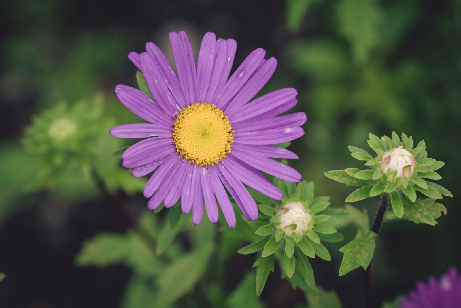 Nikon D750 sample photo. Flower, blossom, bloom photography