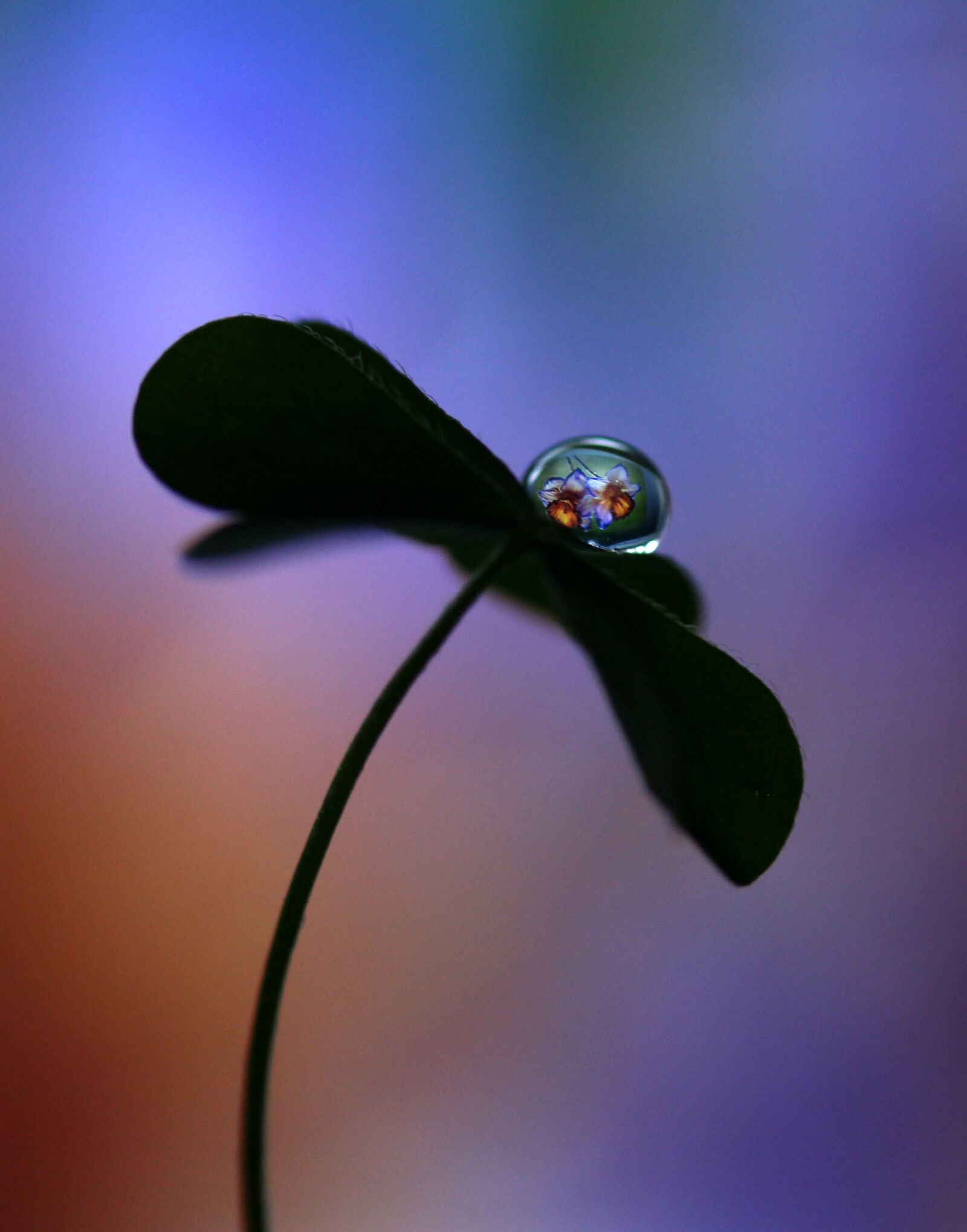 Canon EF-S 60mm F2.8 Macro USM sample photo. Drop, macro, clover photography
